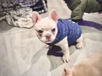 Platinum, a female French Bulldog for sale in Bellingham, WA – Photo 1 of 10