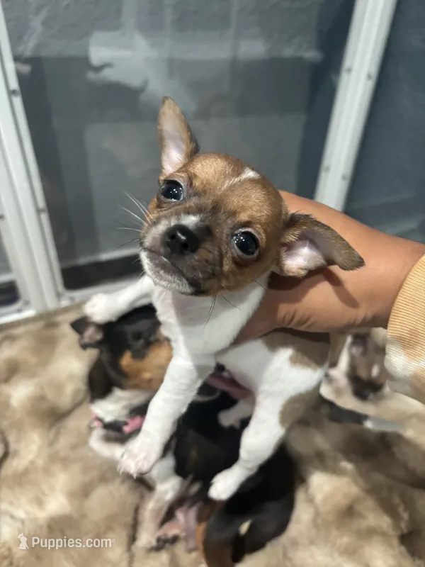 Versace – Chihuahua puppy for sale in Bellingham, WA