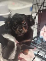 Rango. ON HOLD FOR HYDIE, a male Dachshund and Chihuahua for sale in Bellingham, WA – 7 of 8