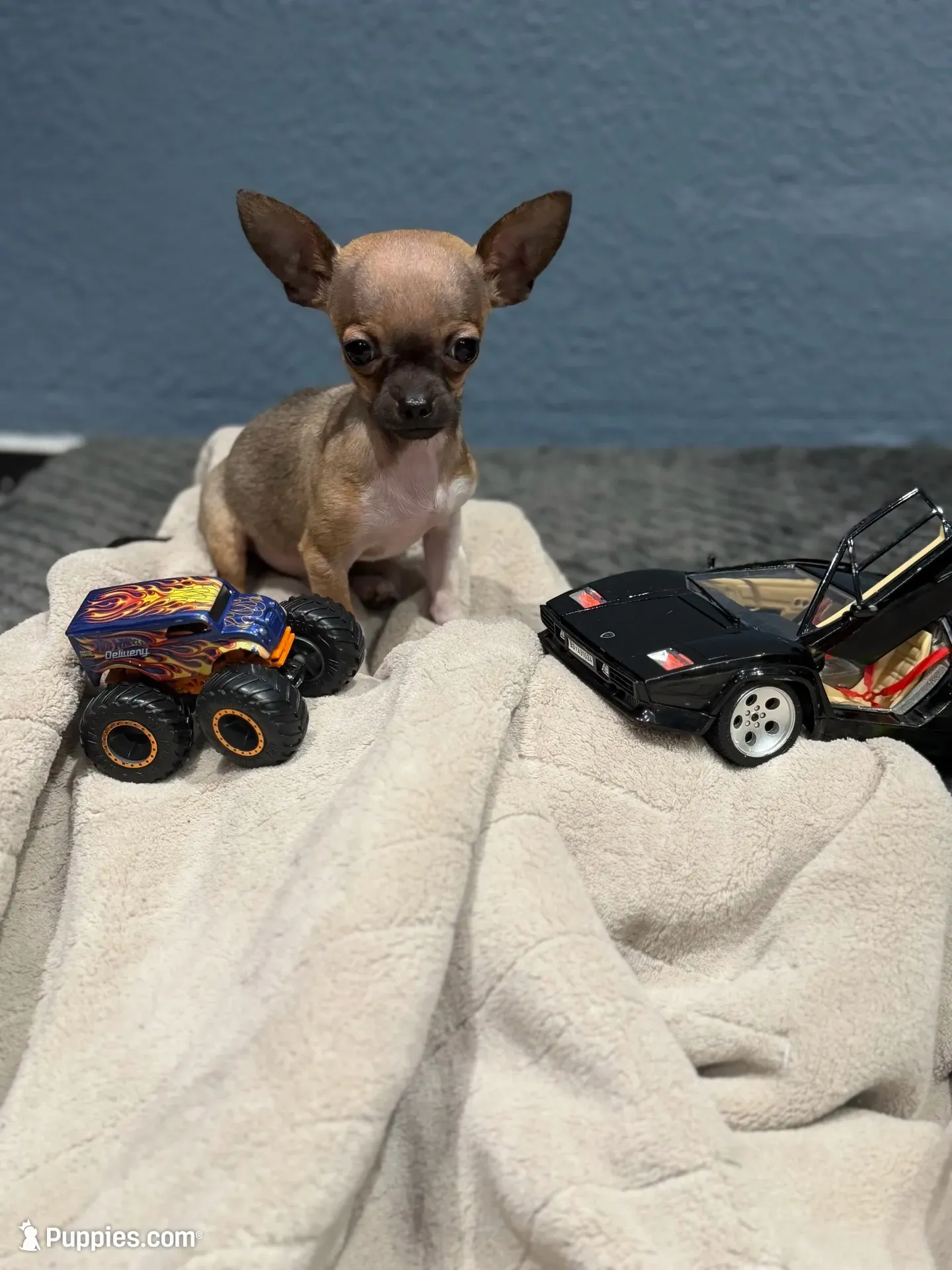 Tiny Gucci Tcup size , a male Chihuahua for sale in Bellingham, WA – 1 of 10