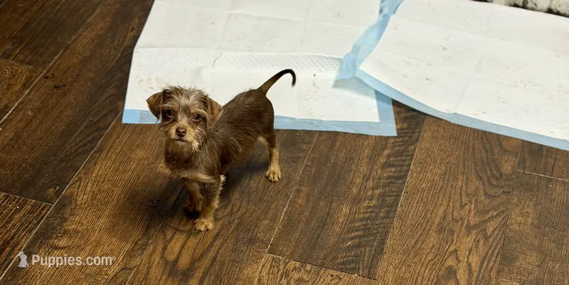 Chocolate Male – Chihuahua, Yorkshire Terrier puppy for sale in Bellingham, WA