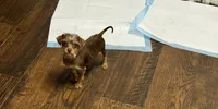 Chocolate Male, a male Chihuahua and Yorkshire Terrier for sale in Bellingham, WA – 4 of 9