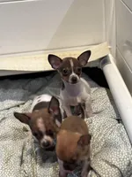 Toby tiny teacup size, a male Chihuahua for sale in Bellingham, WA – Photo 7 of 7