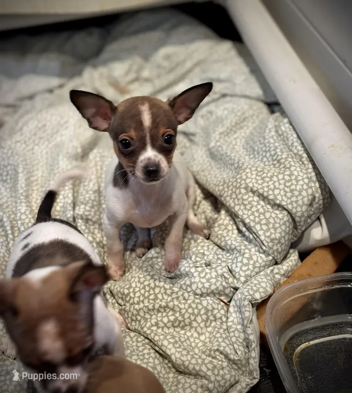 Toby tiny teacup size, a male Chihuahua for sale in Bellingham, WA – Photo 1 of 7