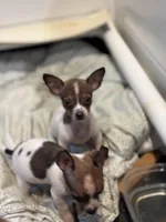 Toby tiny teacup size, a male Chihuahua for sale in Bellingham, WA – Photo 2 of 7