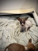 Toby tiny teacup size, a male Chihuahua for sale in Bellingham, WA – Photo 3 of 7