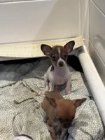 Toby tiny teacup size, a male Chihuahua for sale in Bellingham, WA – Photo 6 of 7