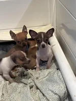 Toby tiny teacup size, a male Chihuahua for sale in Bellingham, WA – Photo 4 of 7