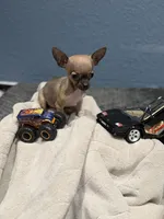 Tiny Gucci Tcup size , a male Chihuahua for sale in Bellingham, WA – 10 of 10