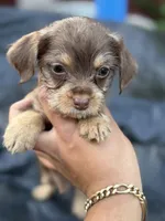 Chocolate Male, a male Chihuahua and Yorkshire Terrier for sale in Bellingham, WA – 7 of 10
