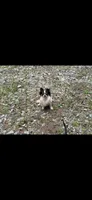 Versace, a male Chihuahua for sale in Bellingham, WA – 3 of 8