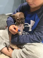 Tiny Gucci Tcup size , a male Chihuahua for sale in Bellingham, WA – 6 of 10