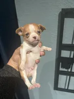 *Pending * for  Tammy, a male Chihuahua for sale in Bellingham, WA – Photo 7 of 8