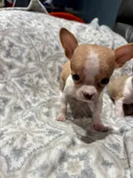 *Pending * for  Tammy, a male Chihuahua for sale in Bellingham, WA – Photo 3 of 8