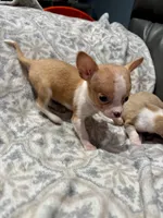 *Pending * for  Tammy, a male Chihuahua for sale in Bellingham, WA – Photo 2 of 8
