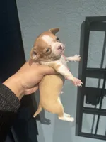 *Pending * for  Tammy, a male Chihuahua for sale in Bellingham, WA – Photo 8 of 8