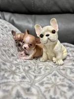 *Pending * for  Tammy, a male Chihuahua for sale in Bellingham, WA – Photo 4 of 8