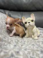 *Pending * for  Tammy, a male Chihuahua for sale in Bellingham, WA – Photo 1 of 8