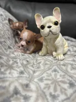 *Pending * for  Tammy, a male Chihuahua for sale in Bellingham, WA – Photo 5 of 8