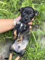 Black and tan , a male Chihuahua and Yorkshire Terrier for sale in Bellingham, WA – 4 of 8