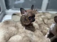 REYNA TINY BABY, a female Chihuahua for sale in Bellingham, WA – 7 of 9