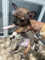 REYNA TINY BABY, a female Chihuahua for sale in Bellingham, WA – 4 of 9