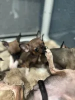 REYNA TINY BABY, a female Chihuahua for sale in Bellingham, WA – 6 of 9