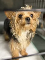 Bella, a female Yorkshire Terrier for sale in Bellingham, WA – 1 of 8