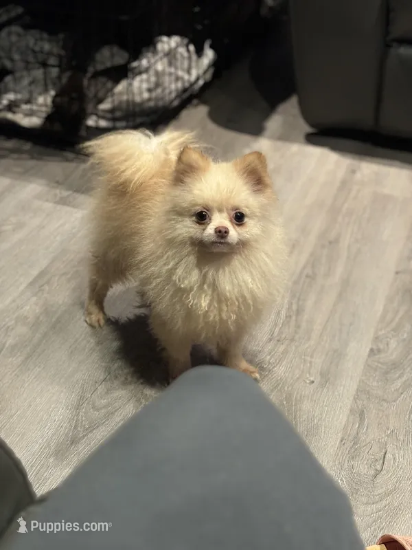 Toby The 4lb Pom