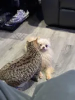 Toby The 4lb Pom, a male Pomeranian for sale in Bellingham, WA – Photo 2 of 9