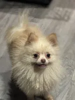 Toby The 4lb Pom, a male Pomeranian for sale in Bellingham, WA – Photo 4 of 9