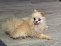 Toby The 4lb Pom, a male Pomeranian for sale in Bellingham, WA – Photo 8 of 9