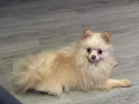 Toby The 4lb Pom, a male Pomeranian for sale in Bellingham, WA – Photo 6 of 9