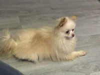 Toby The 4lb Pom, a male Pomeranian for sale in Bellingham, WA – Photo 7 of 9