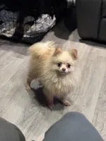 Toby The 4lb Pom, a male Pomeranian for sale in Bellingham, WA – Photo 3 of 9