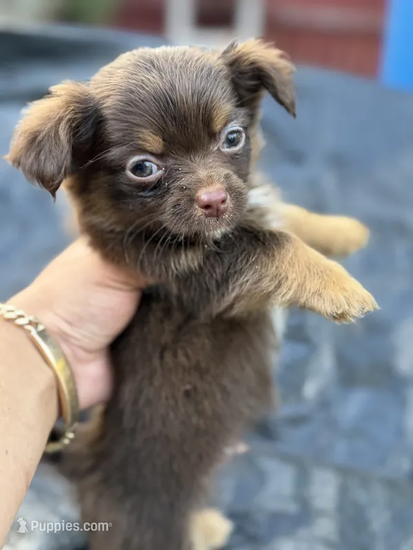 Teddy – Chihuahua, Yorkshire Terrier puppy for sale in Bellingham, WA