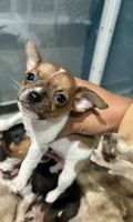 Versace, a male Chihuahua for sale in Bellingham, WA – 6 of 8