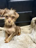 Chocolate Male, a male Chihuahua and Yorkshire Terrier for sale in Bellingham, WA – 1 of 9