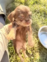 Chocolate Male, a male Chihuahua and Yorkshire Terrier for sale in Bellingham, WA – 6 of 6