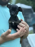 Black and tan , a male Chihuahua and Yorkshire Terrier for sale in Bellingham, WA – 2 of 8