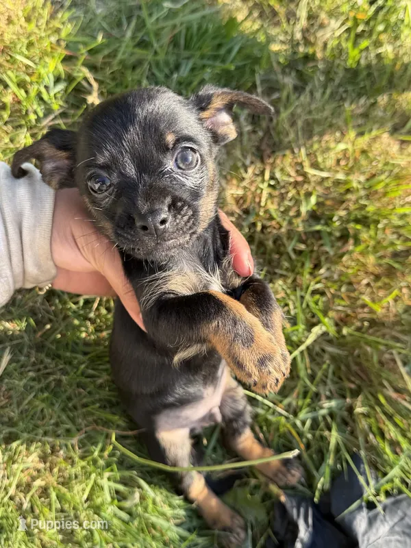 Black and tan  – Chihuahua, Yorkshire Terrier puppy for sale in Bellingham, WA