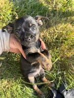 Black and tan , a male Chihuahua and Yorkshire Terrier for sale in Bellingham, WA – 4 of 4