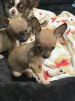 REYNA TINY BABY itty bitty TEACUP SIZE, a female Chihuahua for sale in Bellingham, WA – 6 of 6