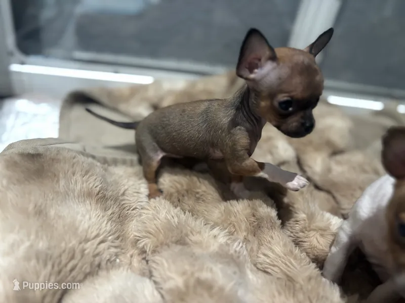 REYNA TINY BABY – Chihuahua puppy for sale in Bellingham, WA