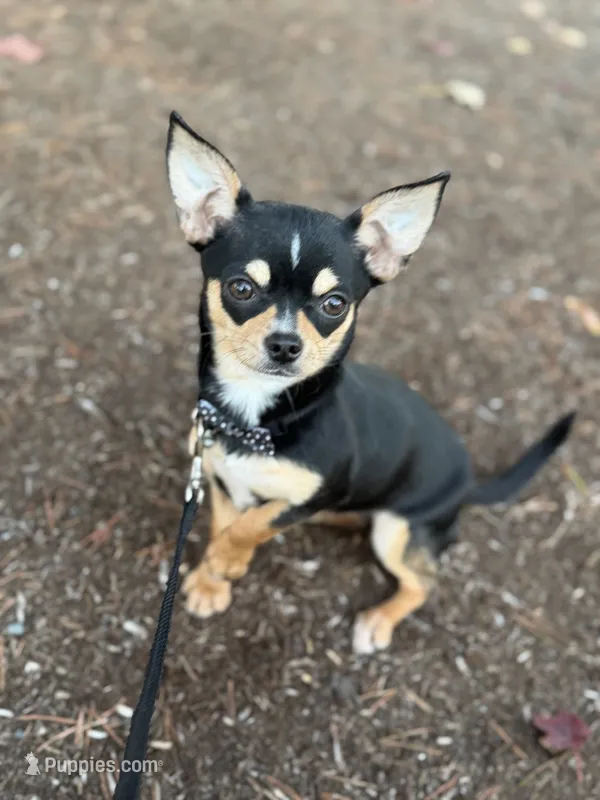 Coco – Chihuahua puppy for sale in Bellingham, WA
