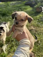 Linda, a female Chihuahua and Yorkshire Terrier for sale in Bellingham, WA – 6 of 6