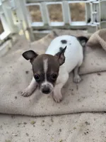 White Tri Male T-Cup size, a male Chihuahua for sale in Bellingham, WA – Photo 7 of 9