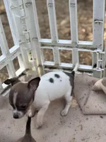 White Tri Male T-Cup size, a male Chihuahua for sale in Bellingham, WA – Photo 9 of 9