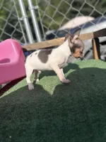 White Tri Male T-Cup size, a male Chihuahua for sale in Bellingham, WA – Photo 8 of 9