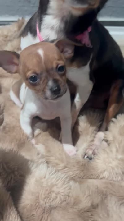 Versace, a male Chihuahua for sale in Bellingham, WA – 4 of 8